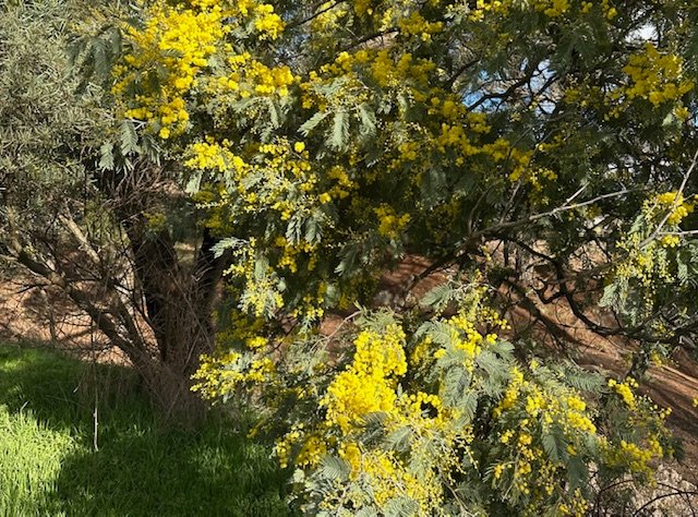 The Golden Bloom: Wattles Around the World