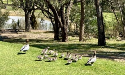 Photo of the Week – Wood Duck Family Dynamics