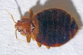 Daylesford Op Shop to Reopen After Bed Bug Crisis