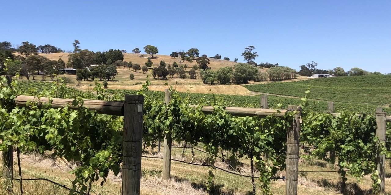 Hit and miss Rieslings