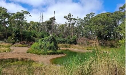 Nice Rainfalls in February – but drier conditions are forecast