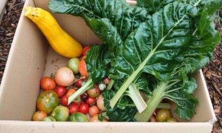 Volunteers at the heart of Daylesford’s Growing Paddock & Pantry Project