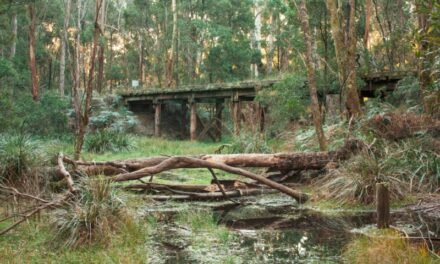 Council Closes Domino Trail Bridge